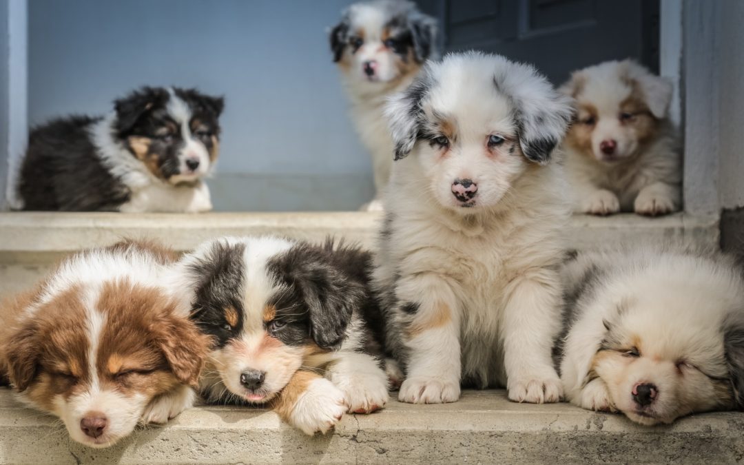 Therapeutic Massage for Puppy Development